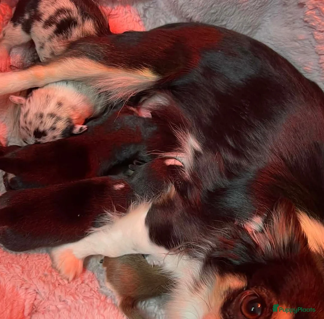 Chihuahua honden te koop: Chihuahua choco husky reu - Advertentie 4