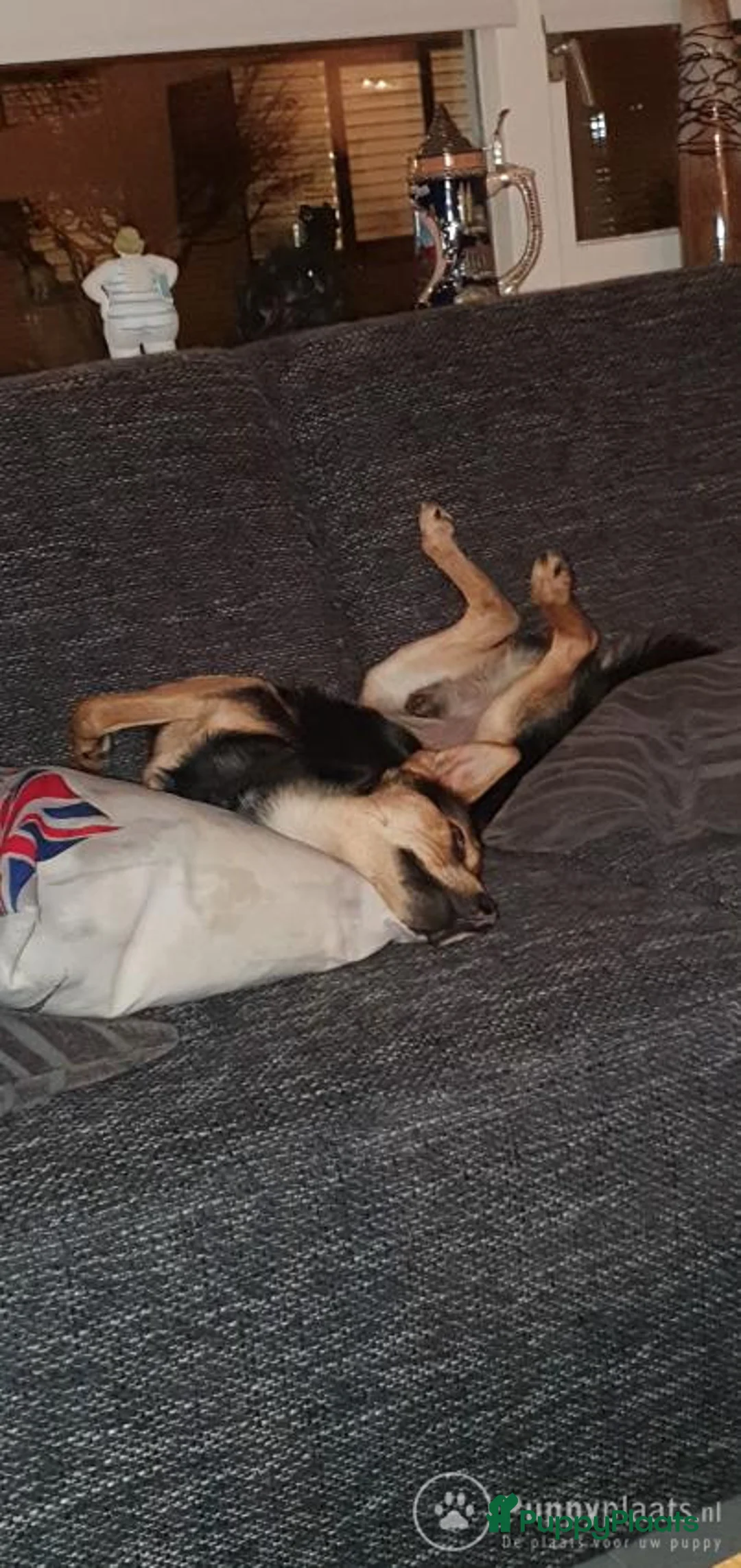 Kruising honden ter dekking: Dekrue aangeboden in Almelo - Advertentie 4