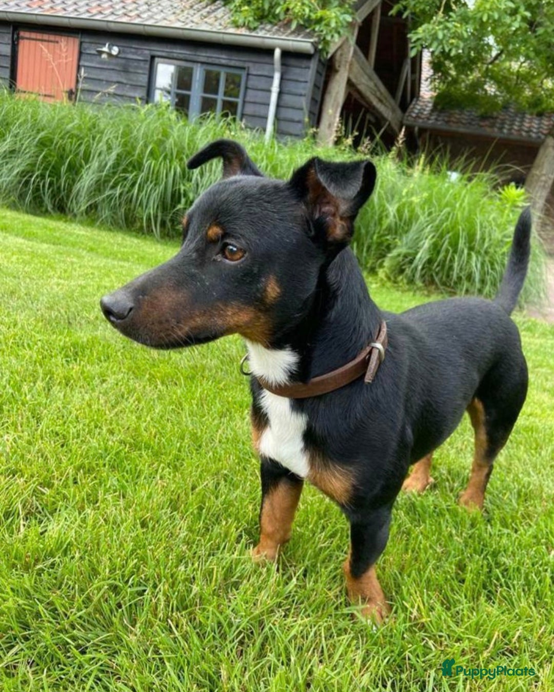 Jack Russel Terriër honden te koop: JACK RUSSEL PUPS - Advertentie 38