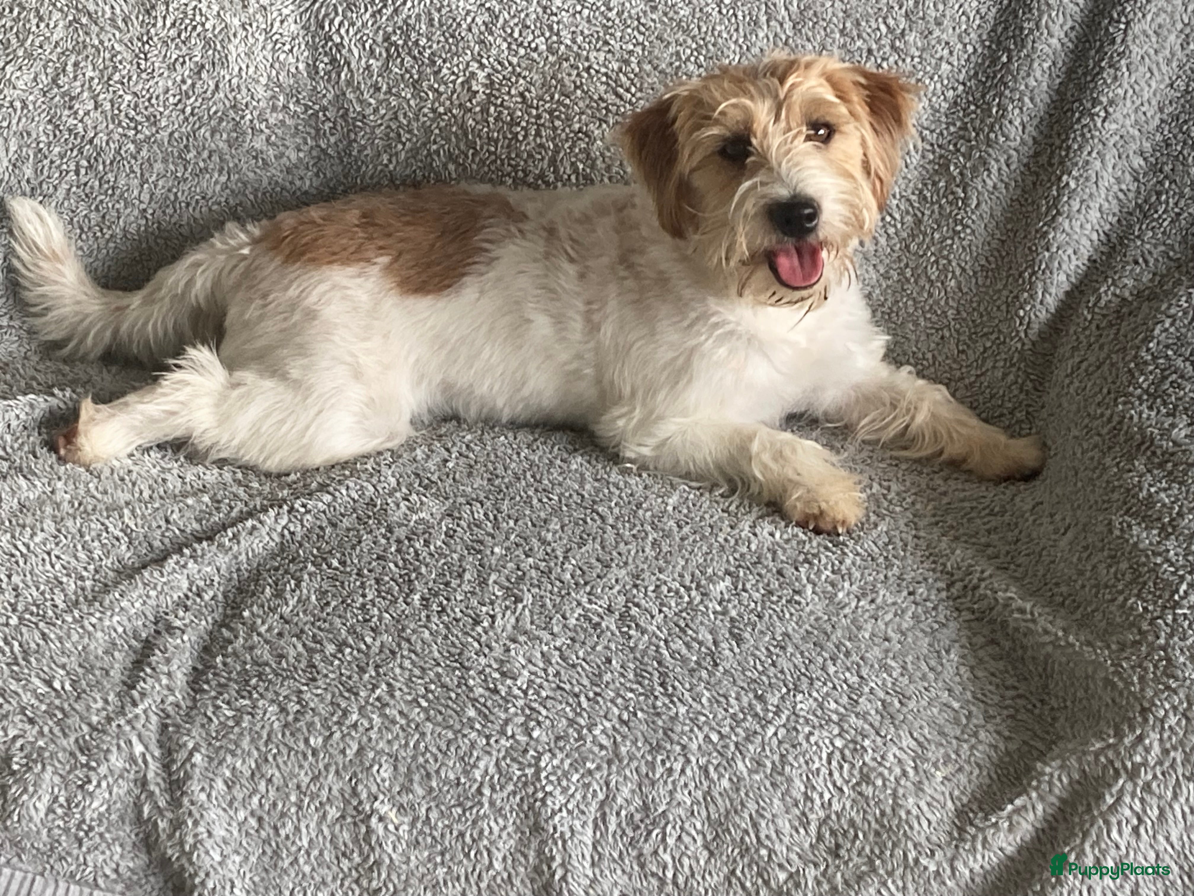 Jack Russel Terriër honden Ruwharige jack russellpups - Advertentie 1