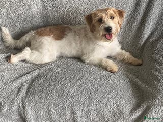 Jack Russel Terriër honden Ruwharige jack russellpups - Advertentie 1