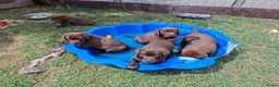 Labrador Retriever honden te koop: Raszuivere bruine labrador pups  - Advertentie 12