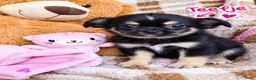 Kruising honden te koop: Lief Nestje Pomeriaan × Boomerpups  - Advertentie 6