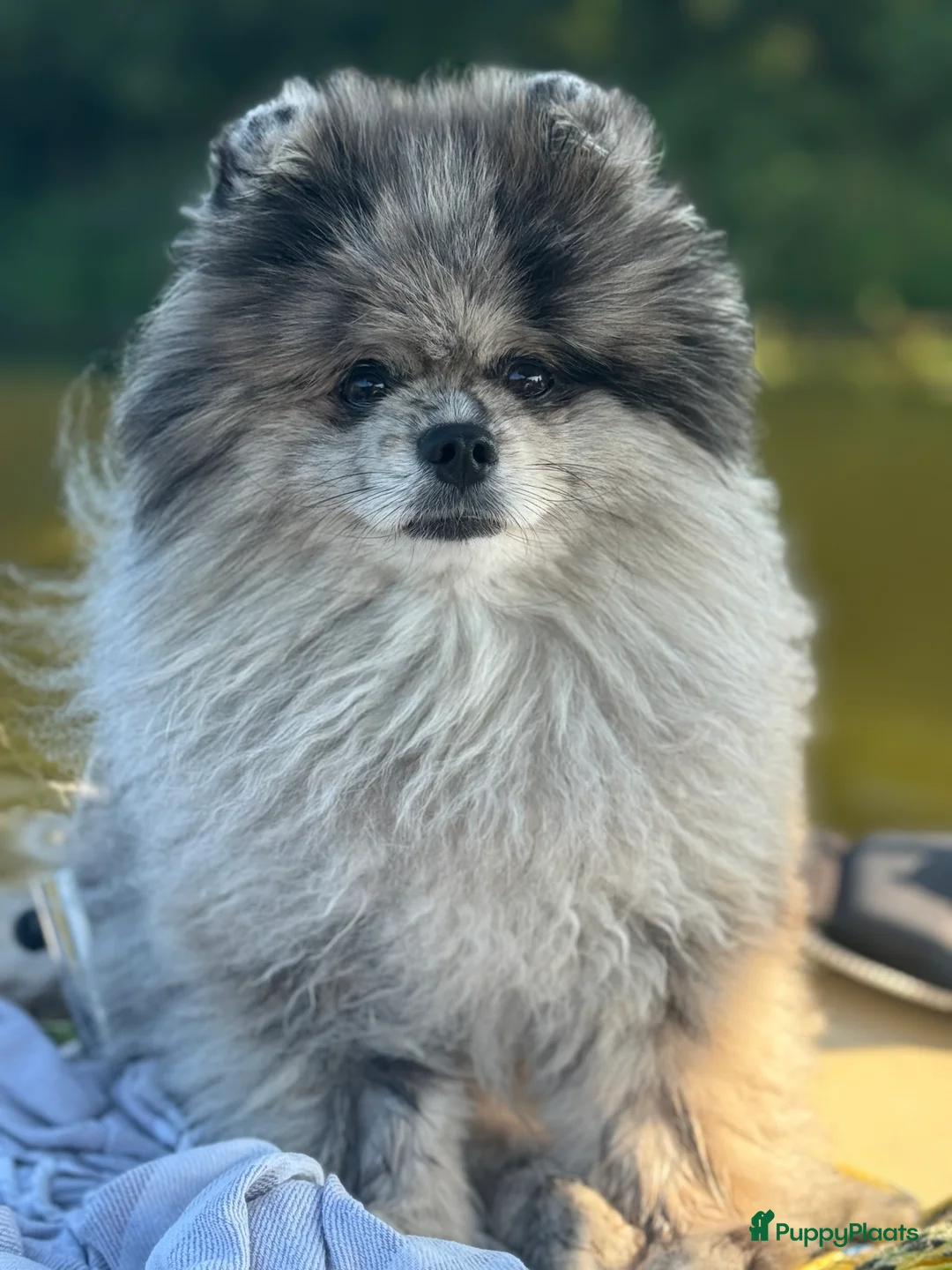 Pomeriaan honden te koop: Super lieve pomeranian Hummer  - Advertentie 3