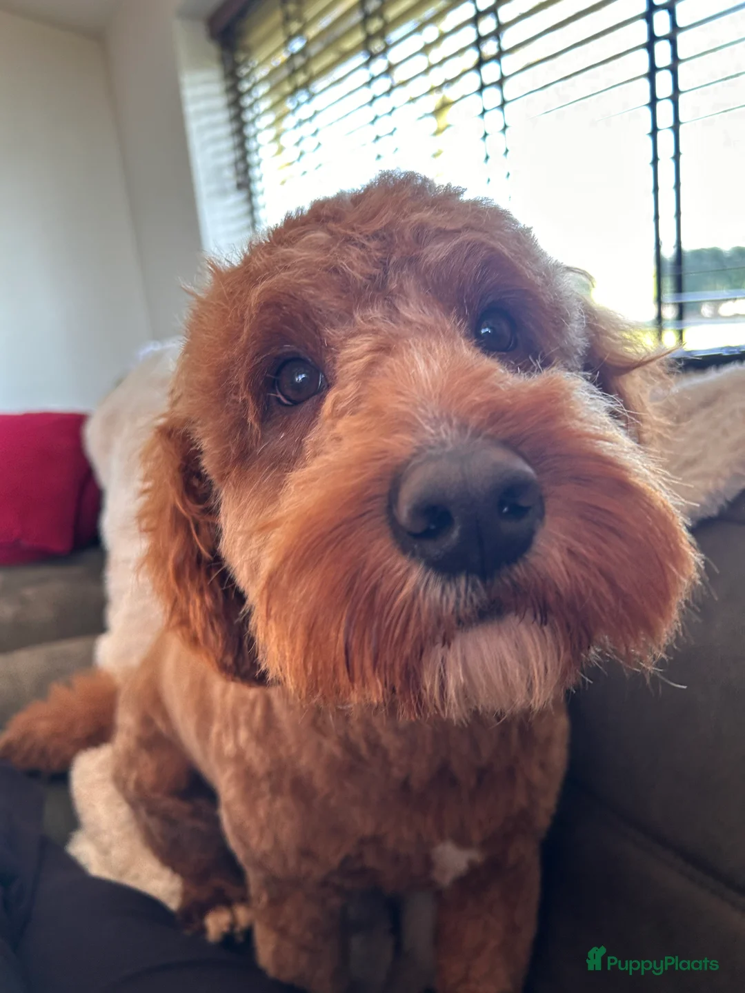 Australian Labradoodle honden te koop: Medium Cobberdog/Australian Labradoodle nestaank - Advertentie 12