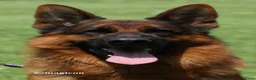 Duitse Herder honden te koop: Mooie Duitse Herder pups in Hoogenweg - Advertentie 5
