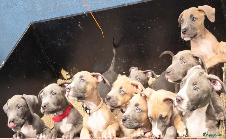 Amerikaanse Bully honden - Advertentie 3