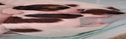 Kooikerhondje honden te koop: Tekoop raszuivere kooiker pups in Oosterwolde - Advertentie 9
