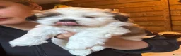 Shih Tzu honden te koop: twee raszuivere shih tzu-puppy's - Advertentie 2