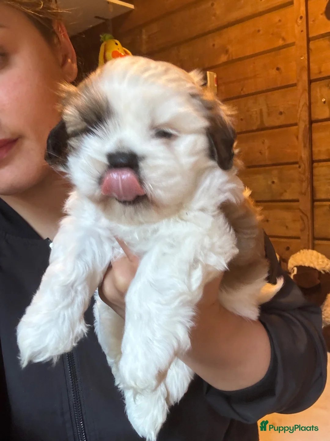 Shih Tzu honden te koop: twee raszuivere shih tzu-puppy's - Advertentie 2