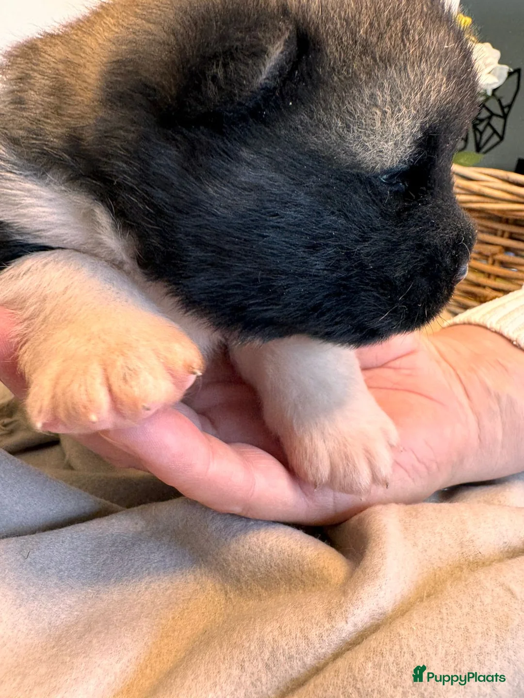 American Akita honden te koop: 🐾 Amerikaanse Akita pups– geboren 5 januari 2026 - Advertentie 3
