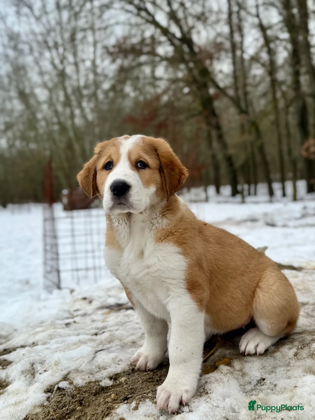 Alabai honden te koop: Prachtige Alabai - Central Asian Ovcharka teef  - Advertentie 12