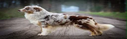 Australian Shepherd honden te koop: Mooie Australian Shepherd pups - Advertentie 10