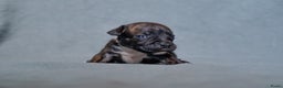 Kruising honden te koop: Pitbull x Cane Corso x Old English Bulldog puppies - Advertentie 11