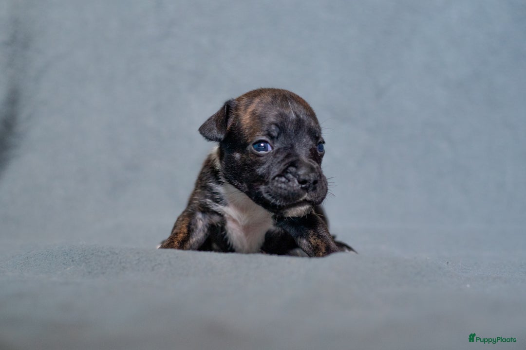 Kruising honden te koop: Pitbull x Cane Corso x Old English Bulldog puppies - Advertentie 11