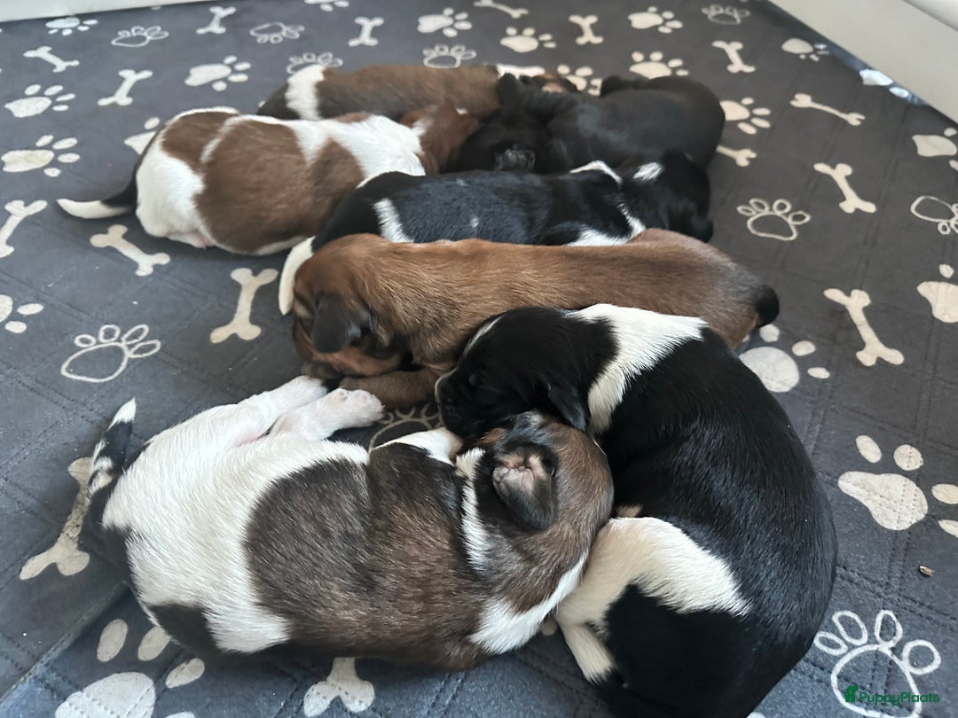Kruising honden te koop: Nog 2 knuffelbare kruising puppy’s beschikbaar  - Afbeelding 24