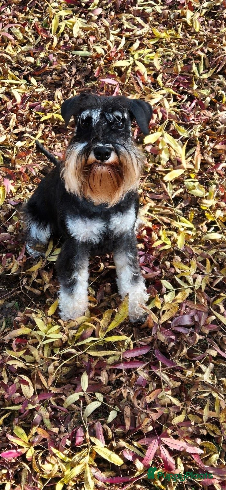 Dwergschnauzer honden  Dwergschnauzer  - Advertentie 10