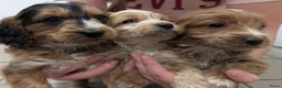 Cockapoo honden te koop: COCKAPOO-PUPPY’S 2 REUTJES & 1 TEefJE BESCHIKBAAR! in Amsterdam - Advertentie 2