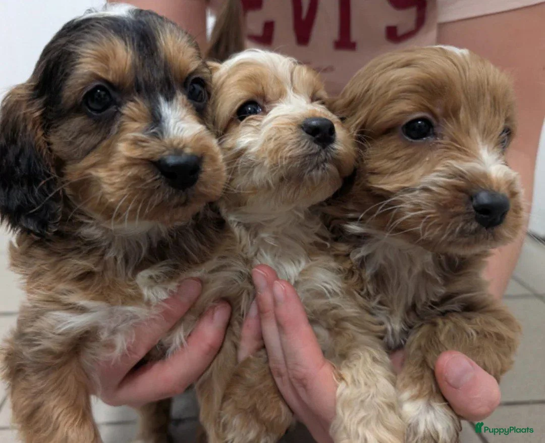 Cockapoo honden te koop: COCKAPOO-PUPPY’S 2 REUTJES & 1 TEefJE BESCHIKBAAR! in Amsterdam - Advertentie 2