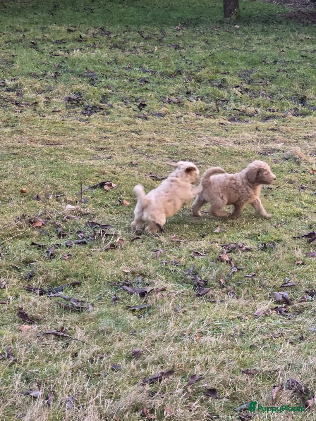 Labradoodle honden te koop: Labradoodle pups - Advertentie 7