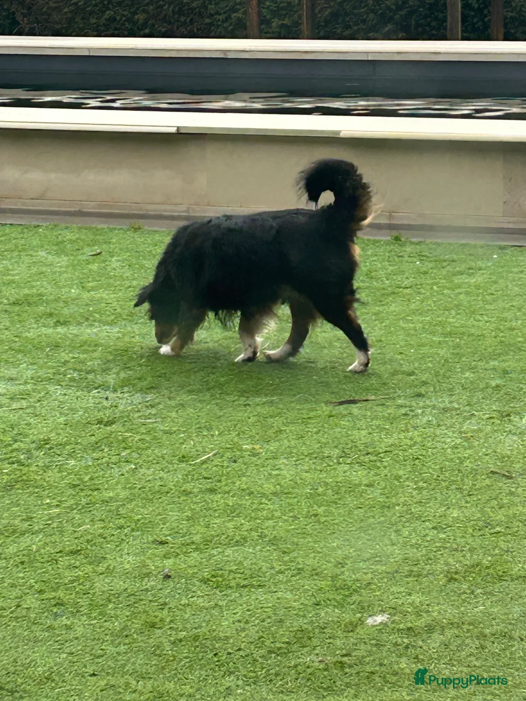 Australian Shepherd honden te koop: Miniatuur American shepherd  - Advertentie 3