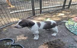 Duitse Staande Hond Draadhaar honden te koop: Duitse staande ruwhaar/draadhaar  - Afbeelding 15