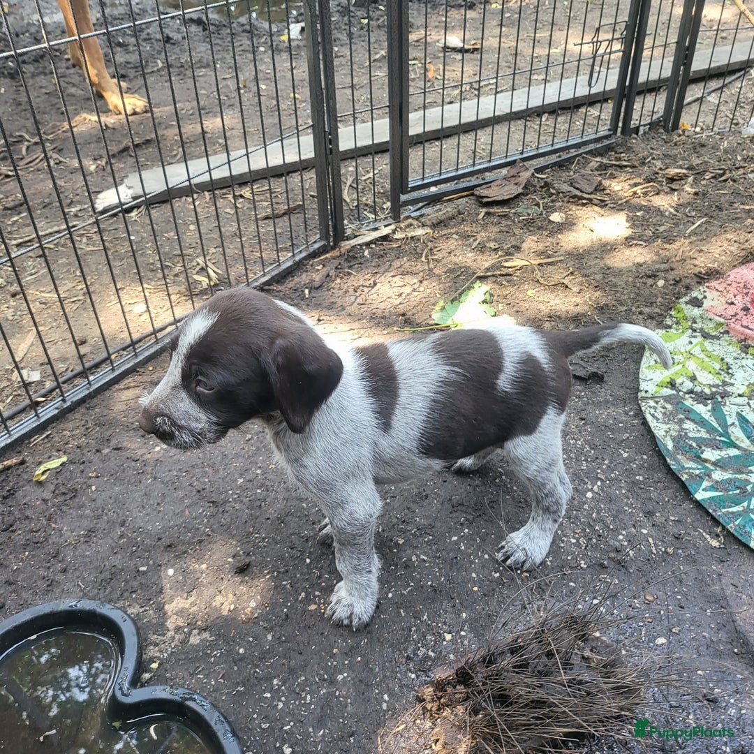 Duitse Staande Hond Draadhaar honden te koop: Duitse staande ruwhaar/draadhaar  - Afbeelding 15