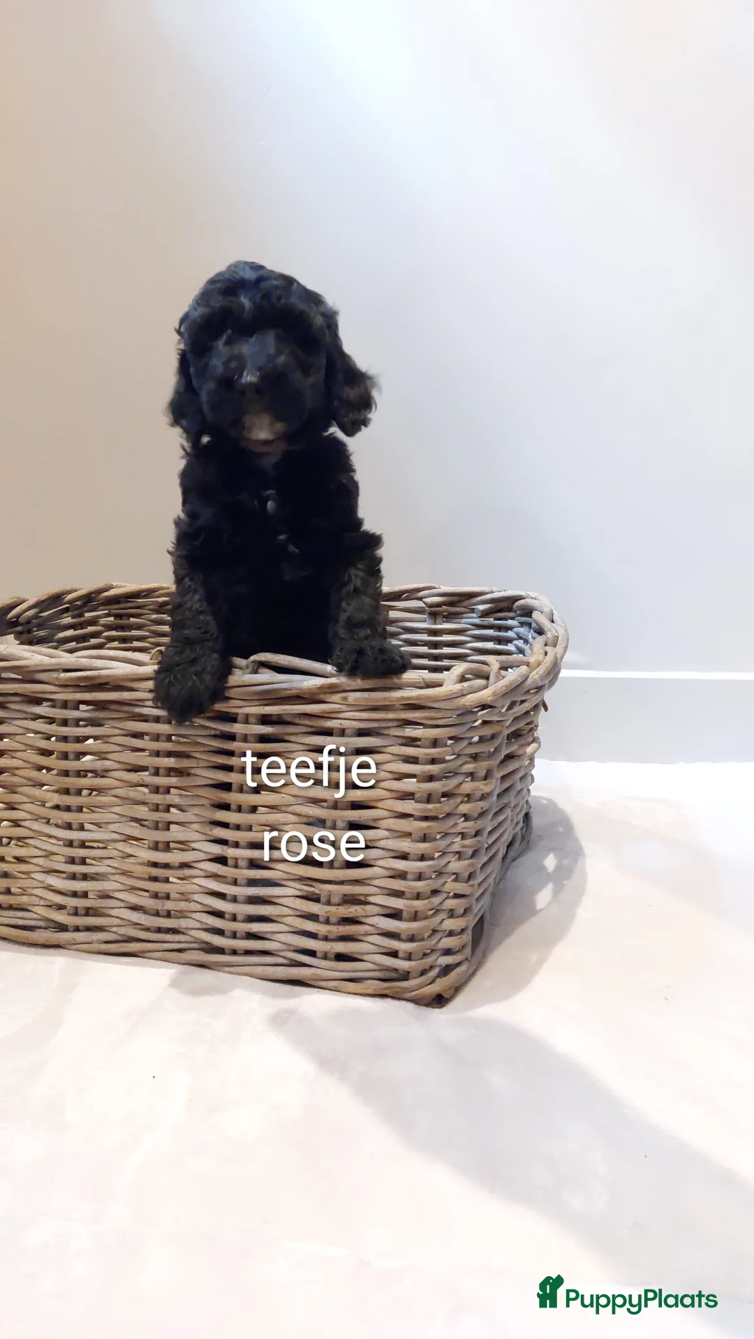 Labradoodle honden te koop: Prachtige Labradoodles - Advertentie 13