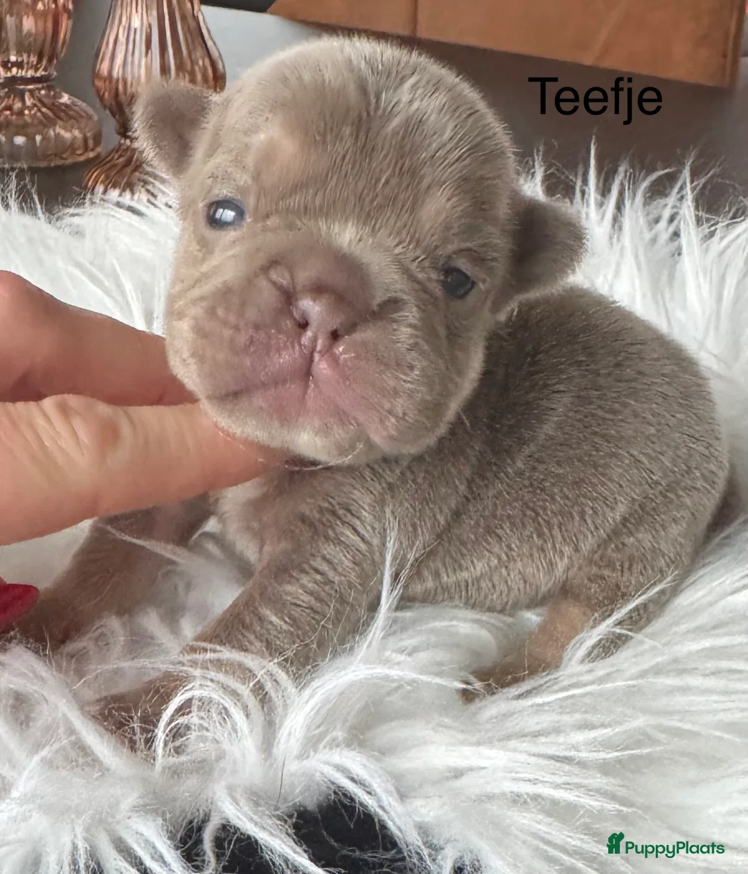 Franse Bulldog honden te koop: Unieke Franse Bulldog pups  - Advertentie 3