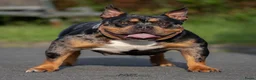 Amerikaanse Bully honden te koop: American Bully pocket pups verwacht  in Amsterdam - Advertentie 4