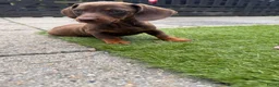 Teckel (korthaar)  honden te koop: Kaninchen x dwerg teckel - Advertentie 20