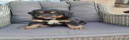 Berner Sennenhond honden te koop: Kruising berner sennen x boulab - Advertentie 5