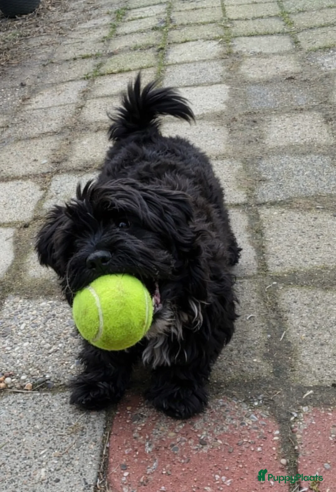 Havanezer honden te koop: Havanezer pup teefje - Advertentie 1