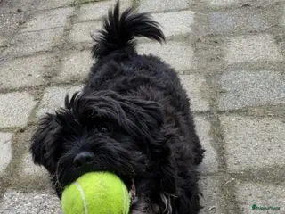 Havanezer honden Havanezer pup teefje - Advertentie 1