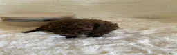 Poedel Toy honden te koop: 3 prachtige toy poedels  - Advertentie 12