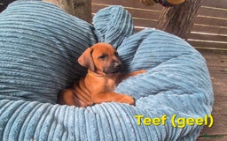 Rhodesian Ridgeback honden te koop: Rhodesian Ridgeback pups in Bentveld - Afbeelding 16