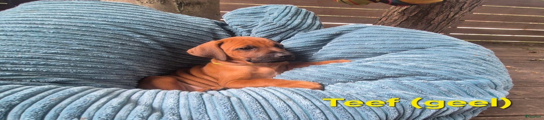Rhodesian Ridgeback Puppy 14
