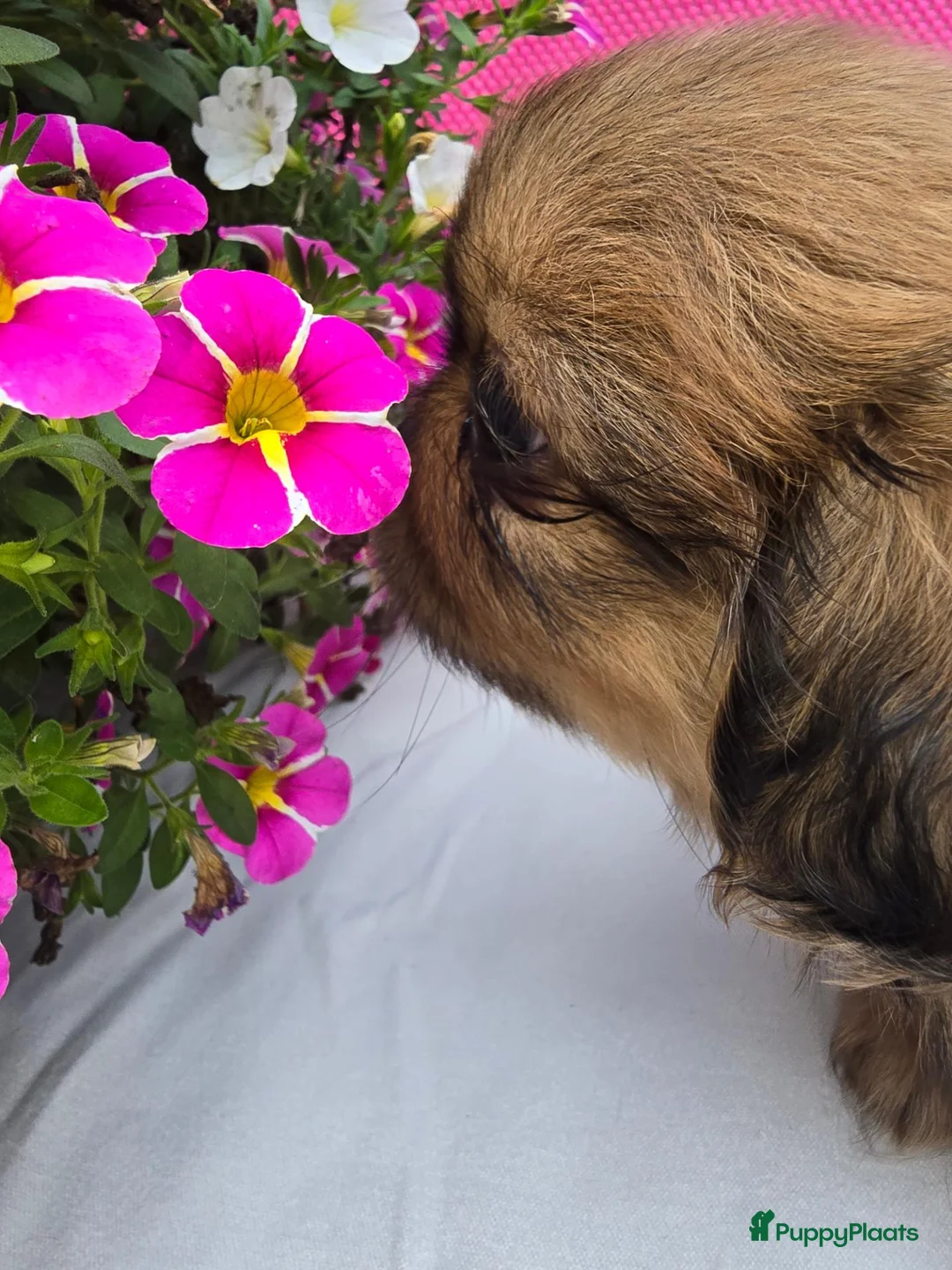 Pekingees honden te koop: Heel mooi Pekinees reutje - Advertentie 2