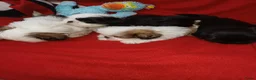 Shih Tzu honden te koop: Lieve leuke raszuiver shih tzu pups - Advertentie 14