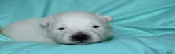 Samojeed honden te koop: Samojeden pups met stamboom - Advertentie 19