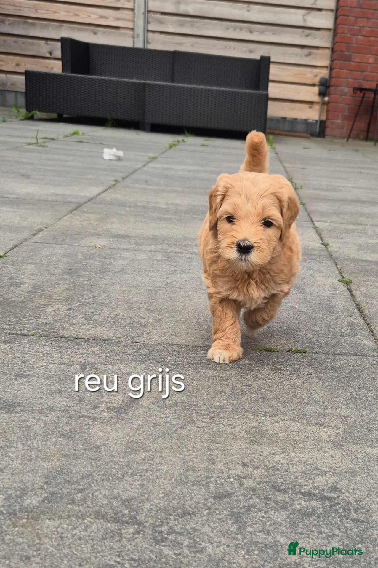 Australian Labradoodle honden Australian Labradoodle puppy's, stamboom inde lijn - Advertentie 1