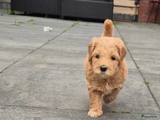 Australian Labradoodle honden Australian Labradoodle puppy's, stamboom inde lijn - Advertentie 1