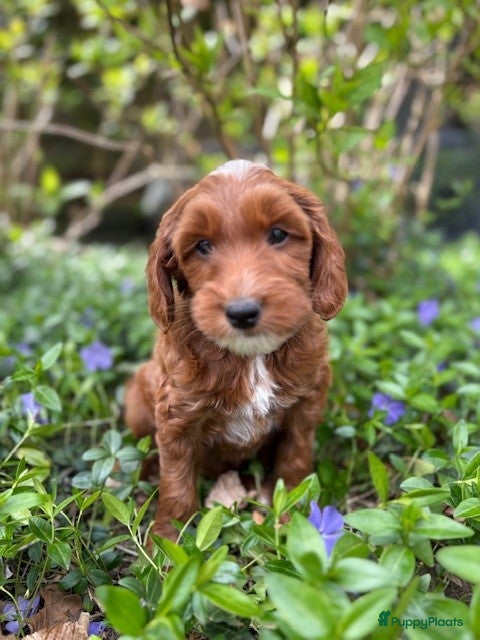 Australian Labradoodle honden ivm annulering 1 pup weer beschikbaar - Advertentie 4