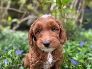 Australian Labradoodle honden ivm annulering 1 pup weer beschikbaar - Advertentie 4