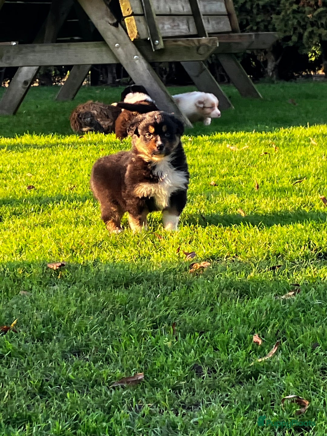 Australian Shepherd honden te koop: Prachtige raszuivere Australian Shepherd - Advertentie 2