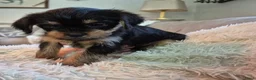 Kruising honden te koop: Prachtige Griffonshires - Advertentie 9