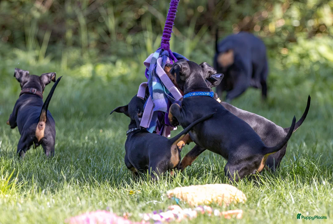 Galerij afbeelding {{count}}