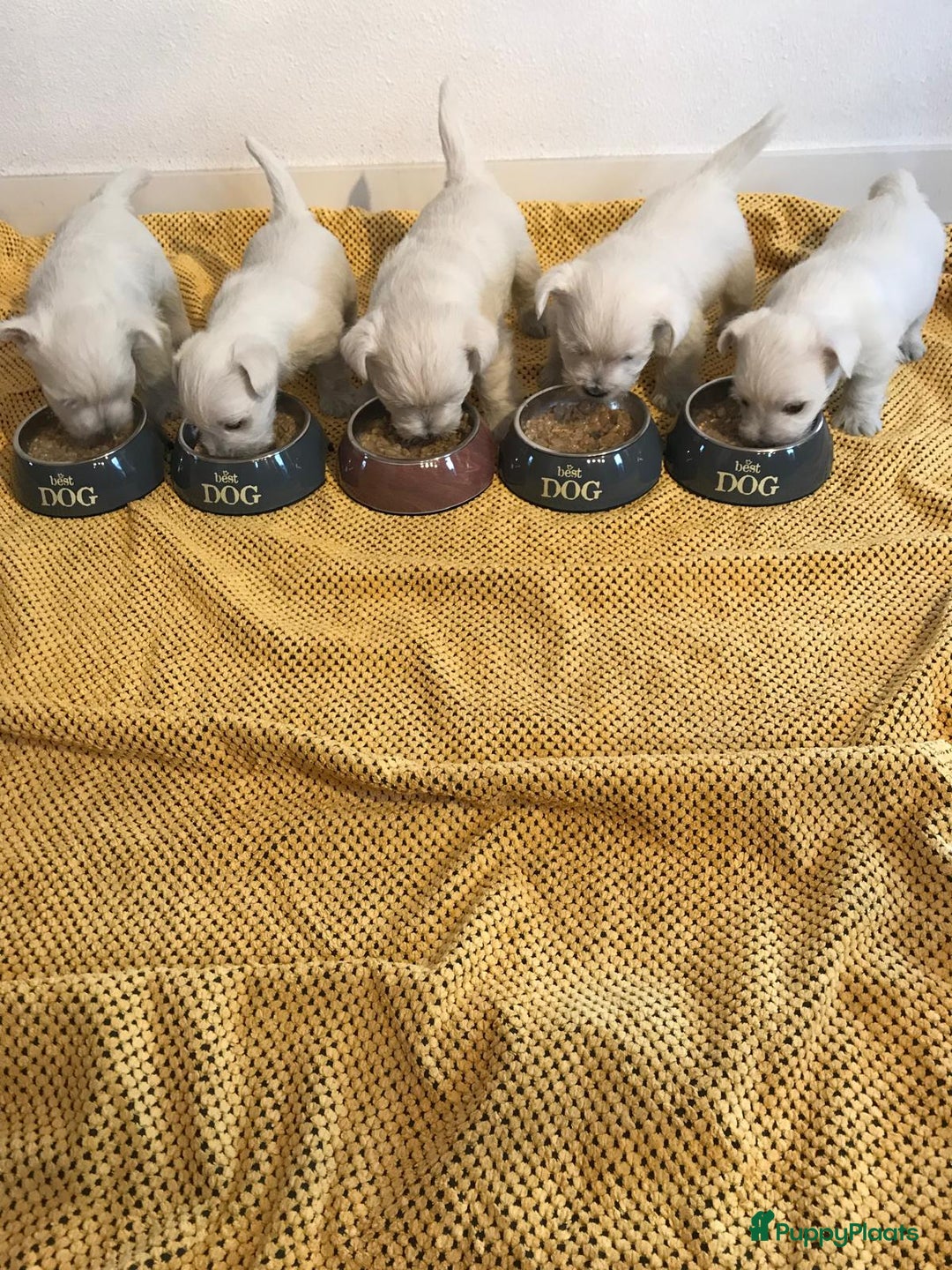 West Highland White Terriër honden te koop: TE KOOP PRACHTIGE WEST HIGHLAND WHITE TERRIËR PUPS - Advertentie 5