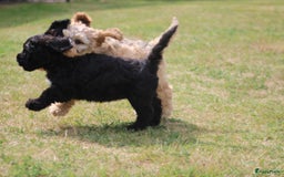 Cockapoo honden te koop: Cockapoo pups - Afbeelding 14