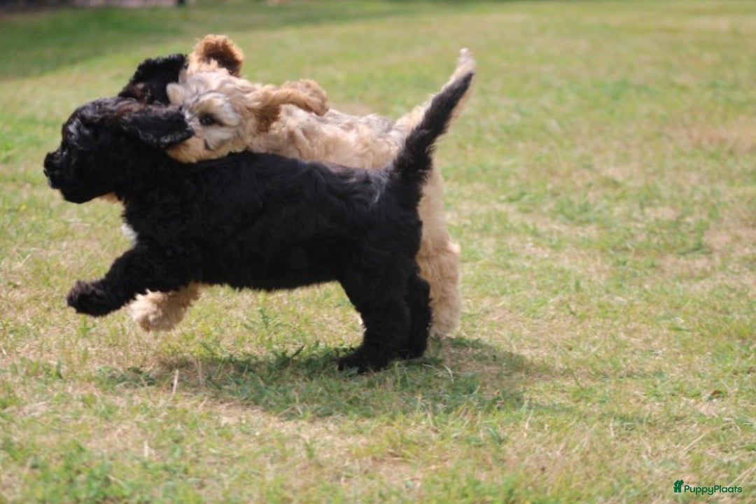 Cockapoo honden te koop: Cockapoo pups - Afbeelding 14